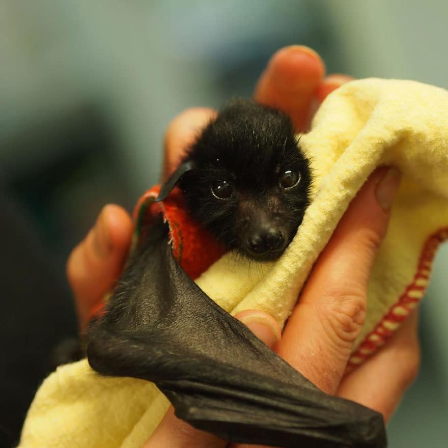 Baby Bat