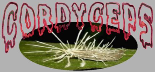 Cordyceps