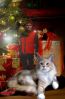 Filename=toystory9.jpg
Filesize=123KB
Dimensions=307x469
Date added=Jan 29, 2011 toystory9.jpg