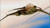 Filename=Falcon_18.jpg
Filesize=62KB
Dimensions=1024x576
Date added=Feb 22, 2010 Falcon_18.jpg