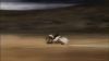 Filename=Grey_Skulls_43~0.jpg
Filesize=30KB
Dimensions=870x490
Date added=Feb 21, 2010 Grey_Skulls_43~0.jpg