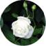 symbolize-of-white-rose oval